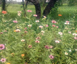 Flower Education